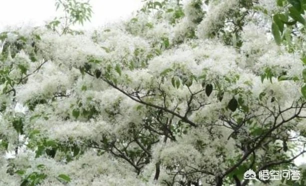 茜草科有哪些植物?