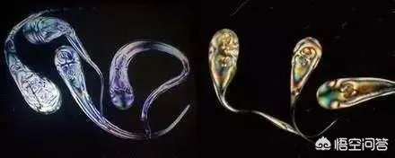 子弹都打不碎的“鲁珀特之泪”为何一捏尾部就碎了?