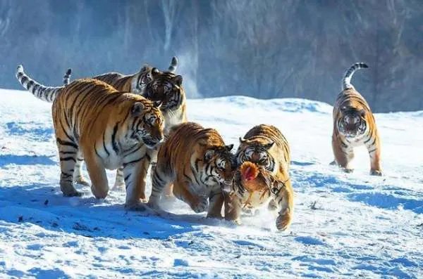 麻醉人员谈围捕东北虎细节，用麻药抓捕动物有什么优点？