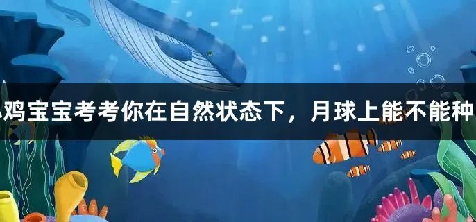 在自然状态下,月球上能不能种菜