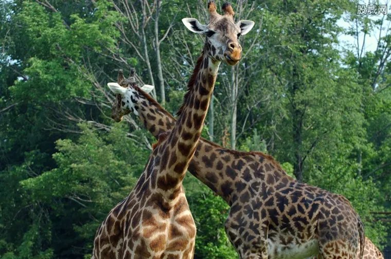 山东禁食陆生野生动物 8月底从业主体将全部有序退出