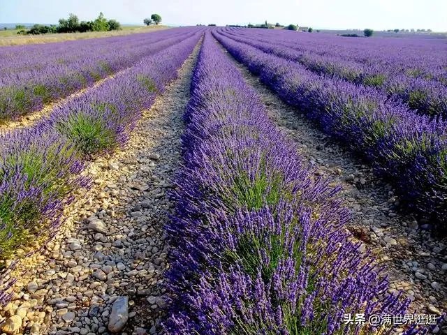 上海奉贤区东端这个镇