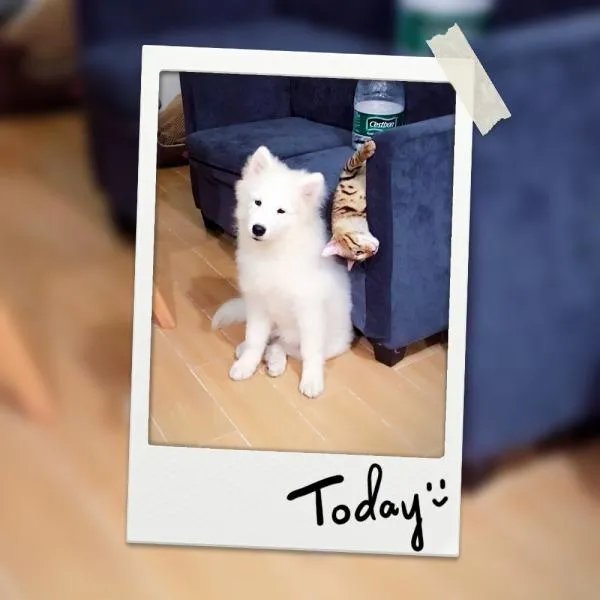 萨摩耶到底有多蠢？