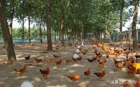 两家土鸡养殖场能挨在一起吗？