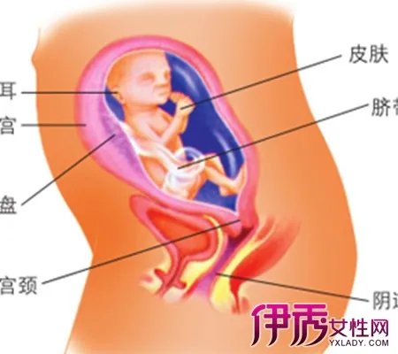 怀孕六个月胎儿位置图