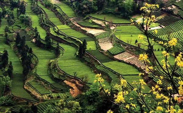 植物有机硒的含硒有机化合物