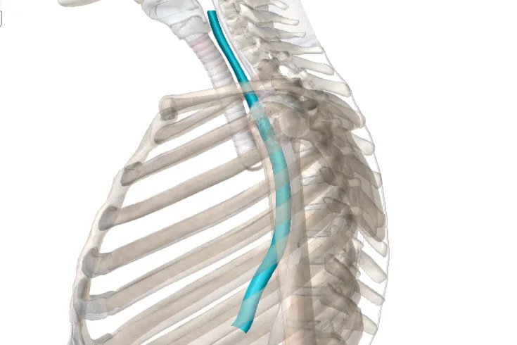 人的气管与食道的示意图