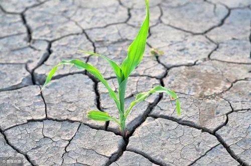 四川一副镇长救灾被飞石击中牺牲