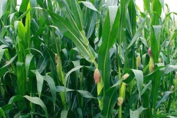 网传专家脚踩地毯走在贵阳玉米地里惹争议,此事反映出了哪些问题?