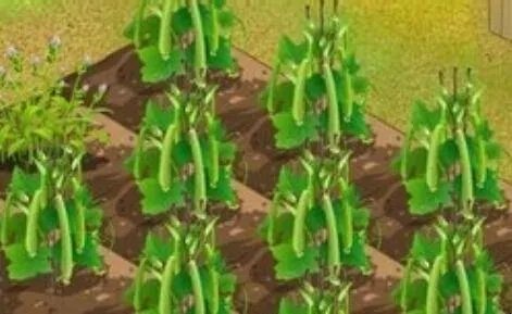 qq农场种什么植物最赚钱