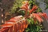 春芽树和香椿的区别