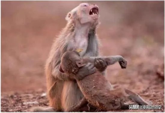 G7资助亚马孙雨林灭火，巴西总统为何严词拒绝？