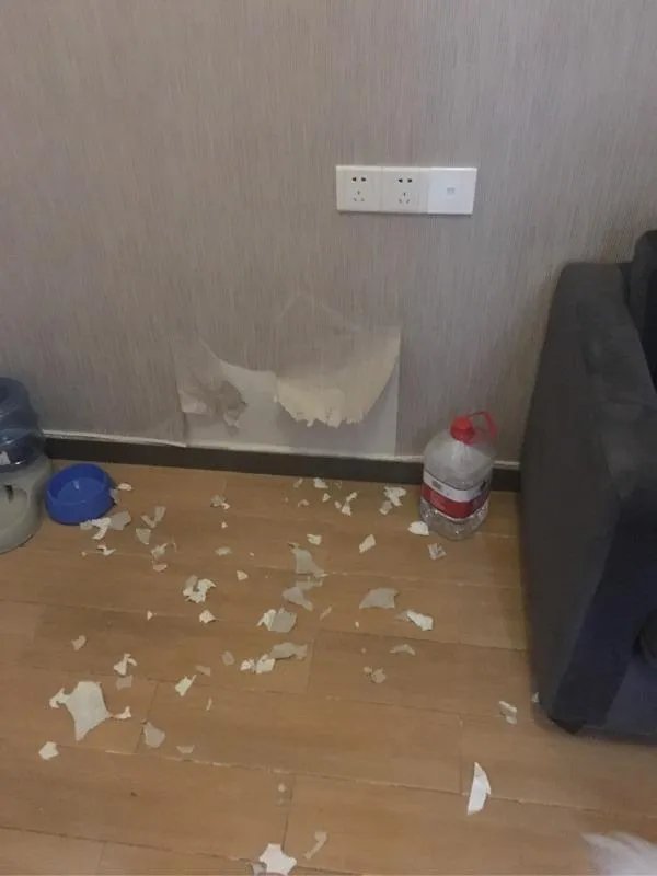 萨摩耶到底有多蠢？