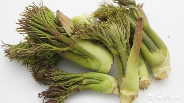 春芽树和香椿的区别