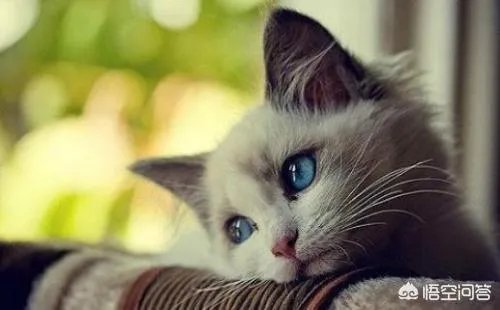 如何看待“给每个员工发一只猫，离职的话要退还猫给公司，可以起到稳定团队的作用”这句话？