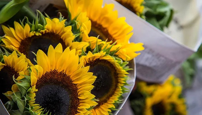 教师节送老师什么鲜花比较好呢 学生给老师送花应该送什么花