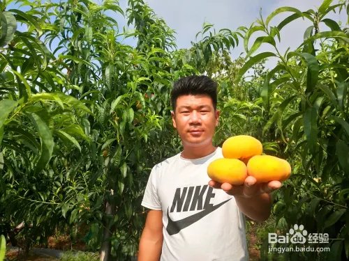 毛桃苗新品种哪个好?