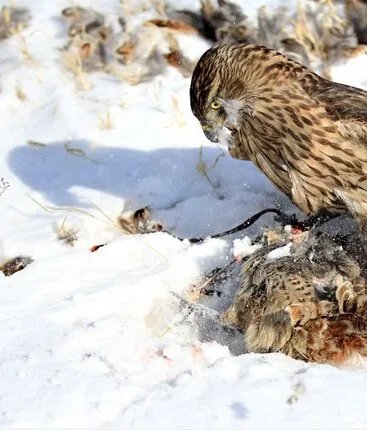 图片老鹰 抓 兔子的图片