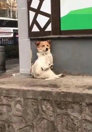 抖音大哥别杀我bgm完整版歌词一览