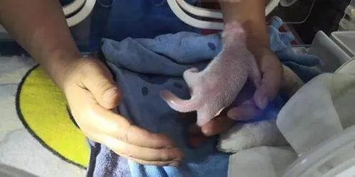 秦岭大熊猫四世同堂的