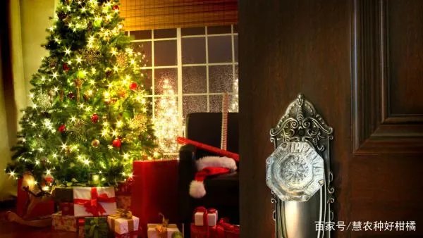 圣诞节跟狗狗一起怎么庆祝度过呢？