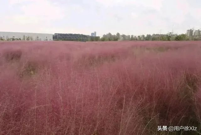 上海奉贤区东端这个镇