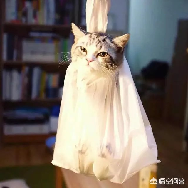 猫恐怖