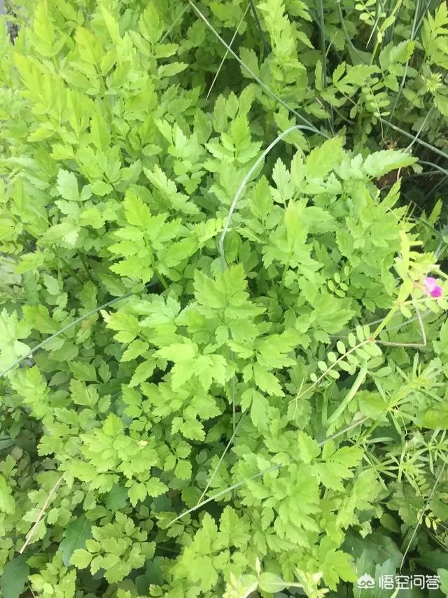 农村田野很多野菜都冒出了头，什么野菜是这个时节比较好采又好吃的？