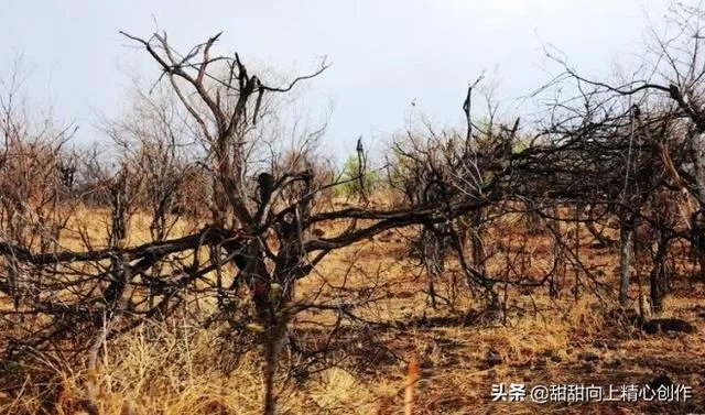 加州大火的原因是什么