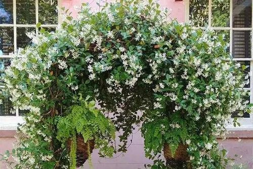 北方四季常青又耐寒的花树有哪些?