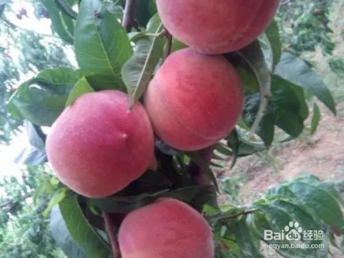 毛桃苗新品种哪个好?