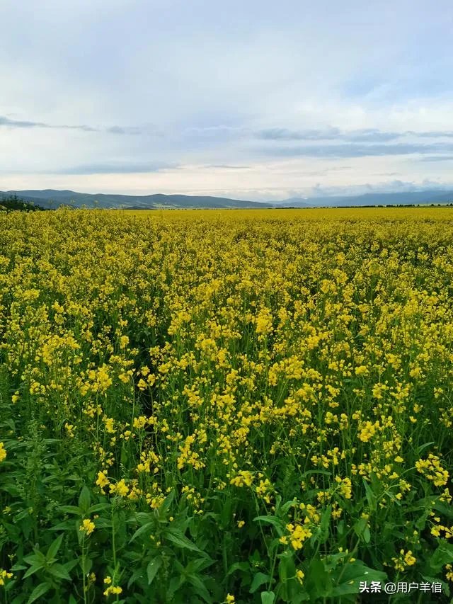 上海奉贤区东端这个镇