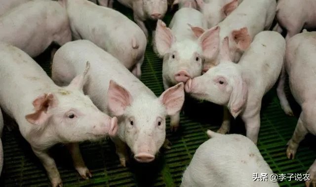 9月4日猪价:东北全线下跌,算是新一轮下跌的信号吗?