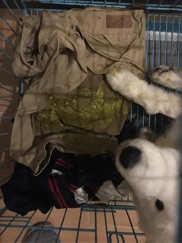 萨摩耶到底有多蠢？