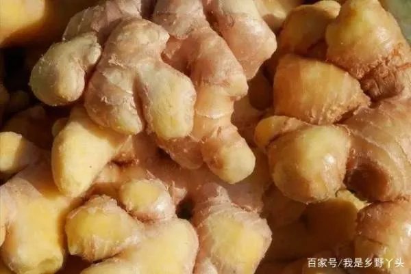 熏硫磺生姜有什么危害