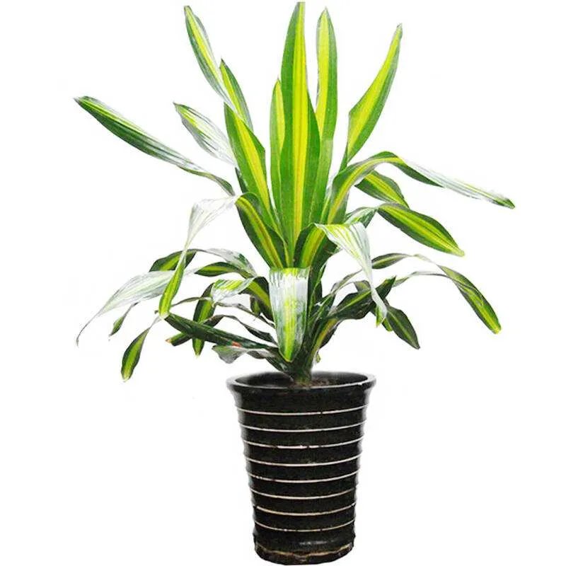 刚装修好的房子里放什么吸收甲醛