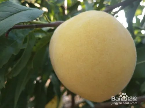 毛桃苗新品种哪个好?