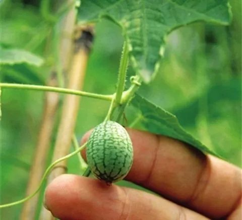 世界上最小的西瓜在哪里?