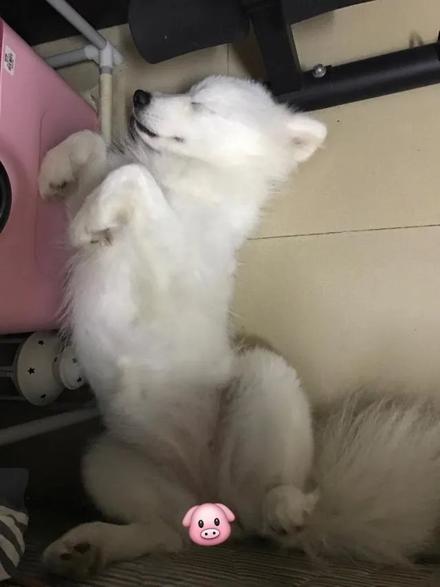 萨摩耶到底有多蠢？