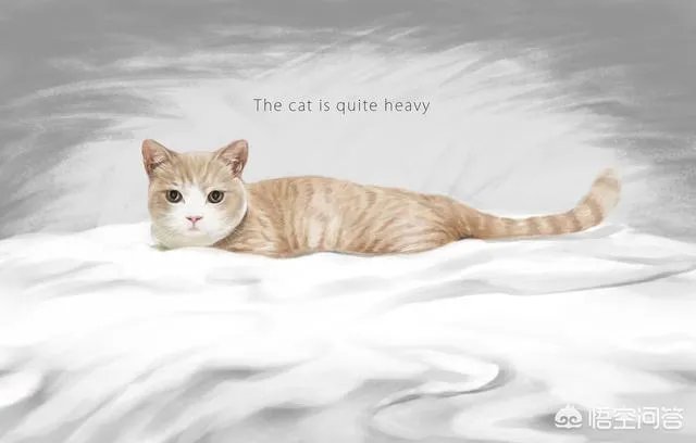 当你的猫或者狗狗去世之后，你还会再养吗？