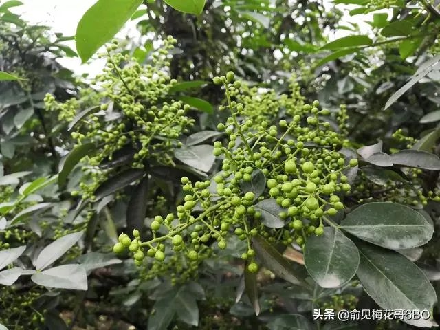 今年花椒树狂枝多怎么办？