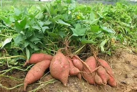 家里放了这一宝全家老少不得癌（图）