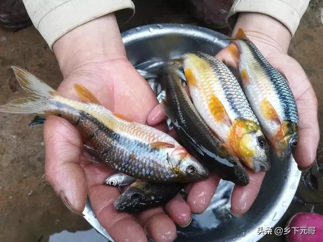 地笼捕鱼一般能捕多大的?要注意什么?