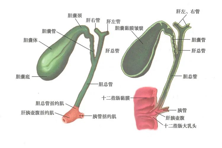肝胆结构示意图