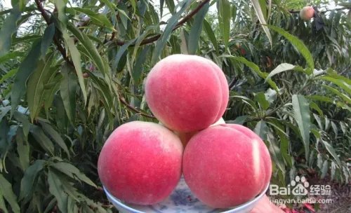 毛桃苗新品种哪个好?