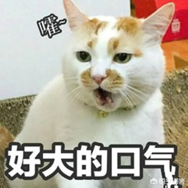 如何看待“给每个员工发一只猫，离职的话要退还猫给公司，可以起到稳定团队的作用”这句话？