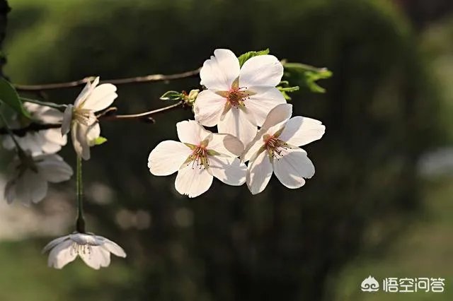 下图这是什么花？