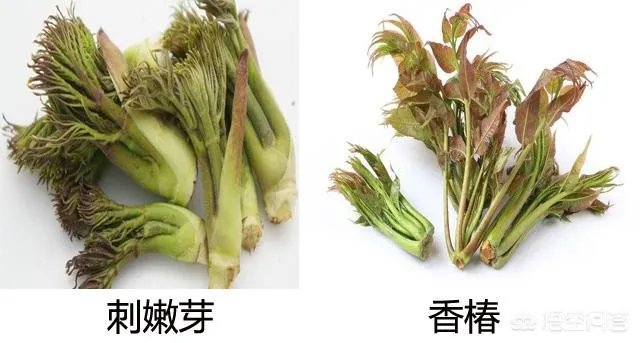 春芽树和香椿的区别