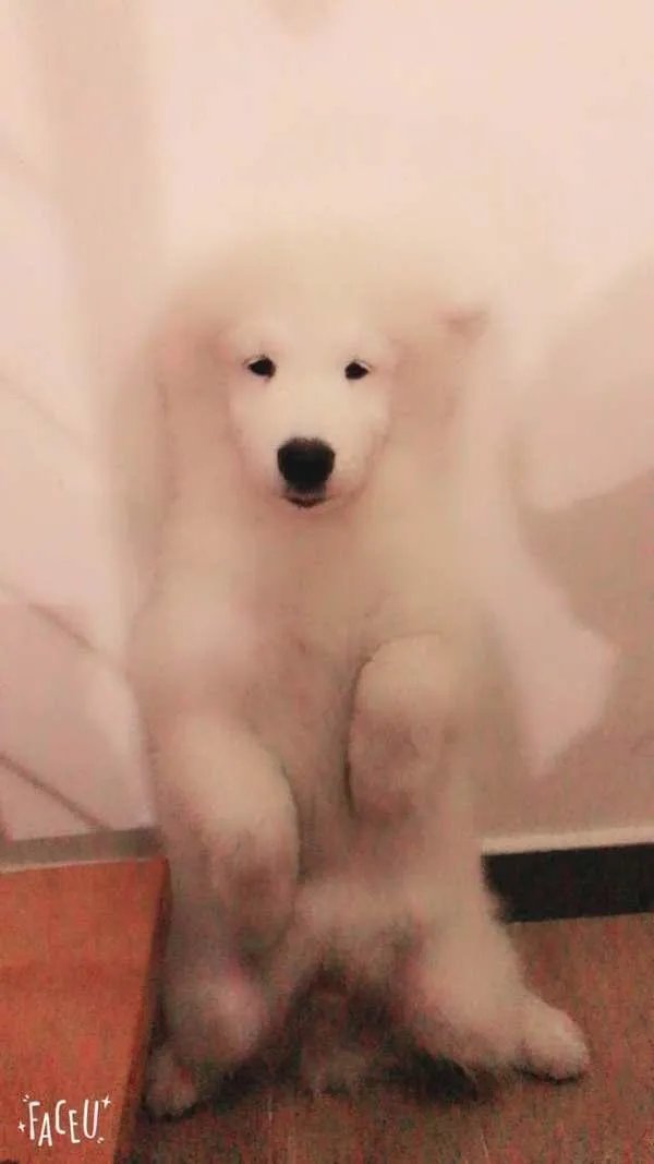 萨摩耶到底有多蠢？