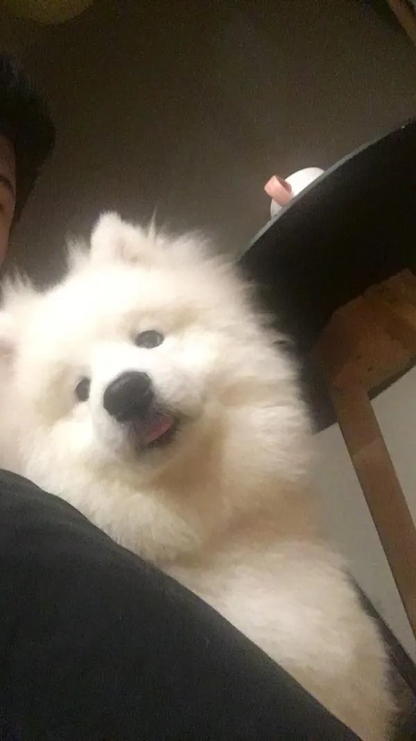 萨摩耶到底有多蠢？